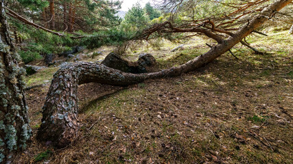 strange tree in the forest, growing lying on the ground, curving its trunk.