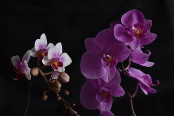 Fototapeta na wymiar blooming orchids on a black 