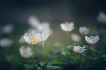 white flowers wood anemone in the field