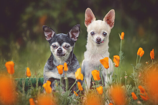 cute chihuahuas in a field of California poppies toned with a retro vintage filter