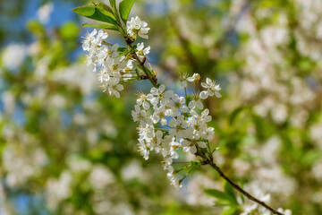 Blossoming cherry branch against the sky, nature revival in spring