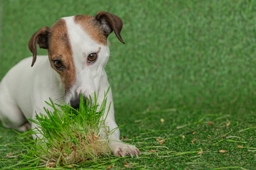 A beautiful dog of the Jack Russell breed is eating grass. Portrait of a dog on a green background