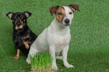 Two beautiful little Jack Russell dogs on a grass background.