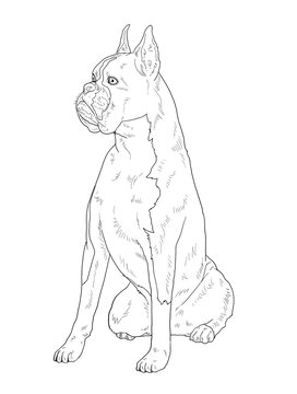 recommend clip art: Realistic line art boxer dog on white background for coloring