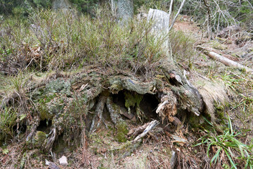 a cave under the roots of a dead tree trunk