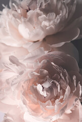 Bouquet with beautiful pink white peonies, close-up, low key, spring flowers, low key 