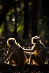 Langur Company. Langurs enjoying grooming session.