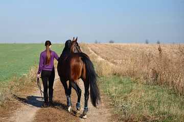 Young woman walking with bay horse on field on summer day, copy space. Girl and brown stallion outdoors, back view