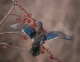 wood duck flying up to eat crab apples from a berry tree