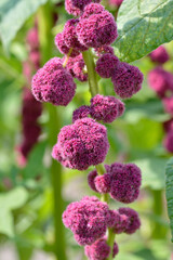 A beautiful flower, red-purple amarath, amaranthus