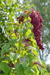 A beautiful flower, red-purple amarath, amaranthus