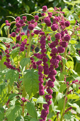 A beautiful flower, red-purple amarath, amaranthus