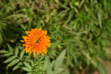 Marie gold flower with leaves