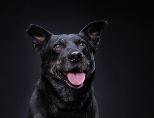 cute terrier lab mix on an isolated black background in a studio