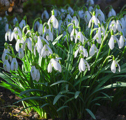 Beautiful snow bells in Baden Baden spa gardens. Baden W&uuml;rttemberg, Germany