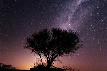 Obraz na płótnie Canvas Árbol en medio del campo con cielo estrellado y vía láctea