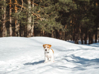 Jack Russell Terrier puppy running through the winter forest