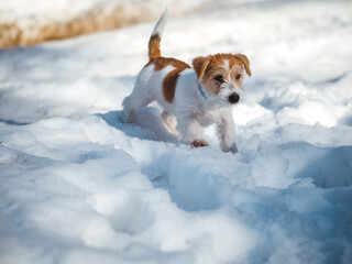 Jack Russell Terrier puppy running in the snow