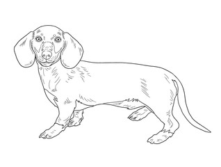 Dachshund Dog Line Art Illustration for Coloring