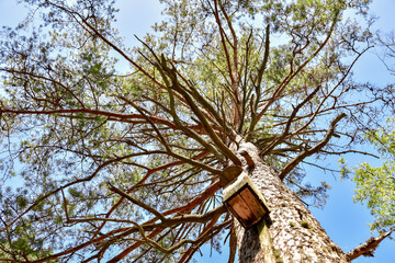 Pine trunk with twigs and bird cage. Bottom view.
