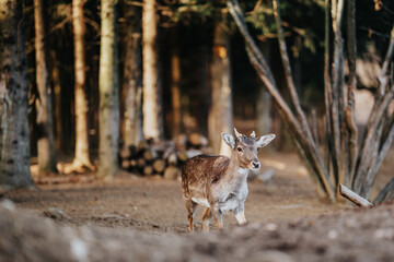 beautiful deer standing in a forest