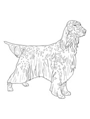 English Setter Dog Line Art Illustration for Coloring