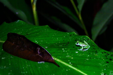 Grenouilles et dendrobates du Costa Rica