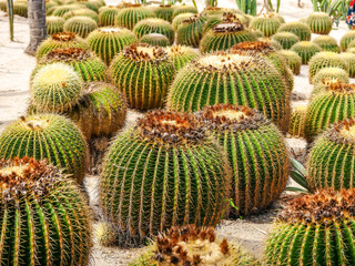 Close up cactus in desert garden in Xiamen garden,Xiamen,China