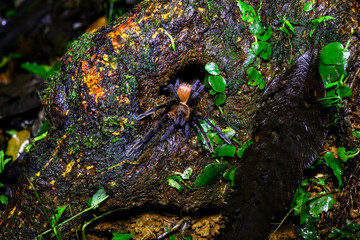 Araignées et tarentules du Costa Rica