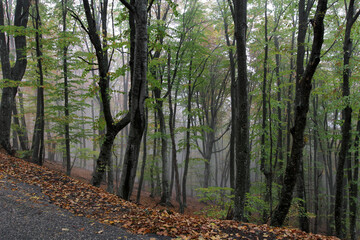 In the autumn forest in the Crimean canyon