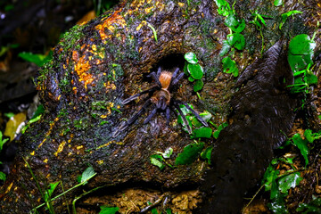 Araignées et tarentules du Costa Rica