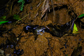 Grenouilles et dendrobates du Costa Rica