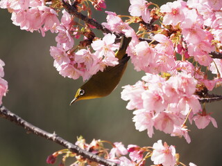 河津桜とメジロでひな祭りカラー