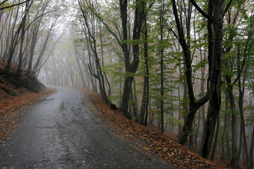 Fototapeta premium Road to fog in autumn forest