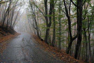 Road to fog in autumn forest