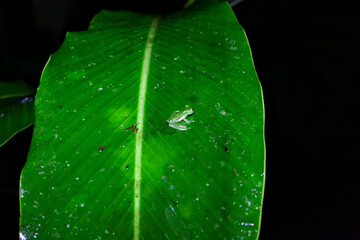 Grenouilles et dendrobates du Costa Rica