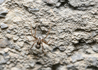 Close up of spider sitting on the concrete surface