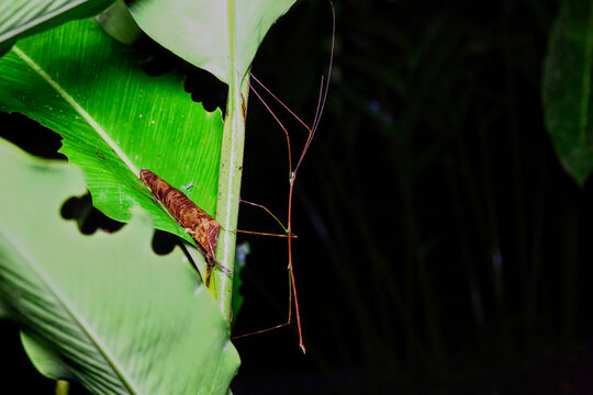 Phasmes et insectes du Costa rica