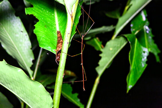Phasmes et insectes du Costa rica