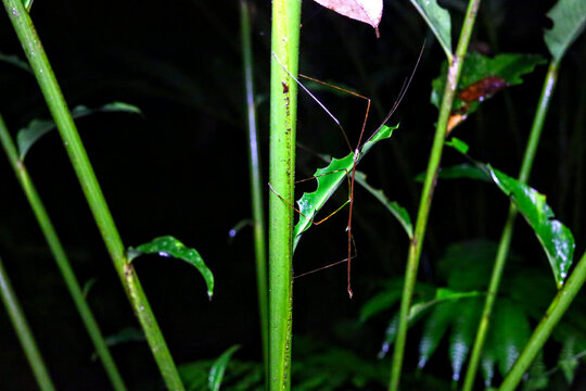 Phasmes et insectes du Costa rica