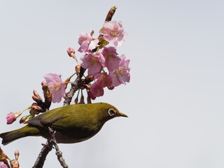 河津桜とメジロでひな祭りカラー
