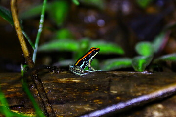 Grenouilles et dendrobates du Costa Rica