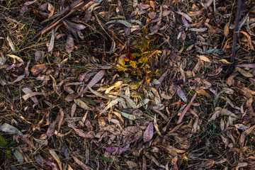 hojas de campo