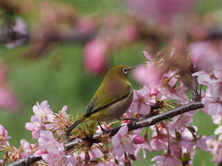 河津桜とメジロでひな祭りカラー