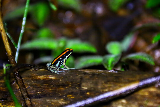 Grenouilles et dendrobates du Costa Rica