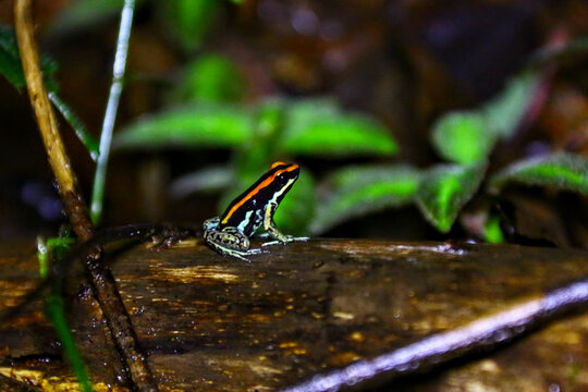Grenouilles et dendrobates du Costa Rica