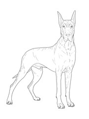 Great Dane Dog Line Art Illustration for Coloring