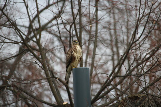 Buzzard in frontal close-up with eye contact in front of bare trees
