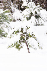 A small pine covered by a large layer of snow during winter