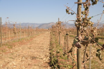 area de vi&ntilde;edo en el area de el estado de chihuahua en mexico 